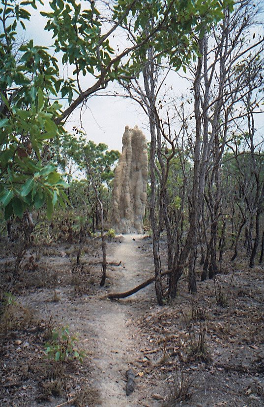 Litchfield NP, Huge Magnetic Termite Mound