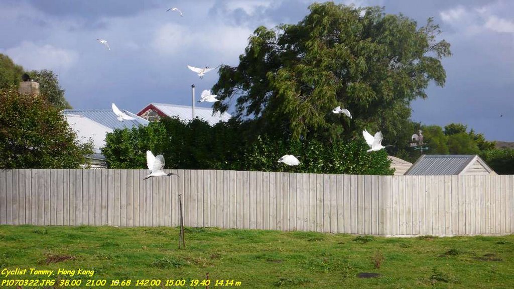 Birds in Rosebrook