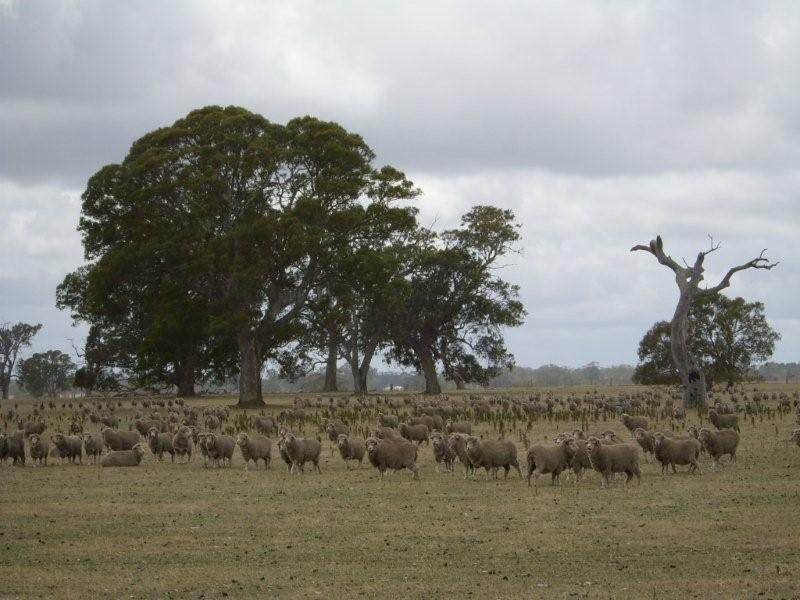 sheepfarm near coleraine
