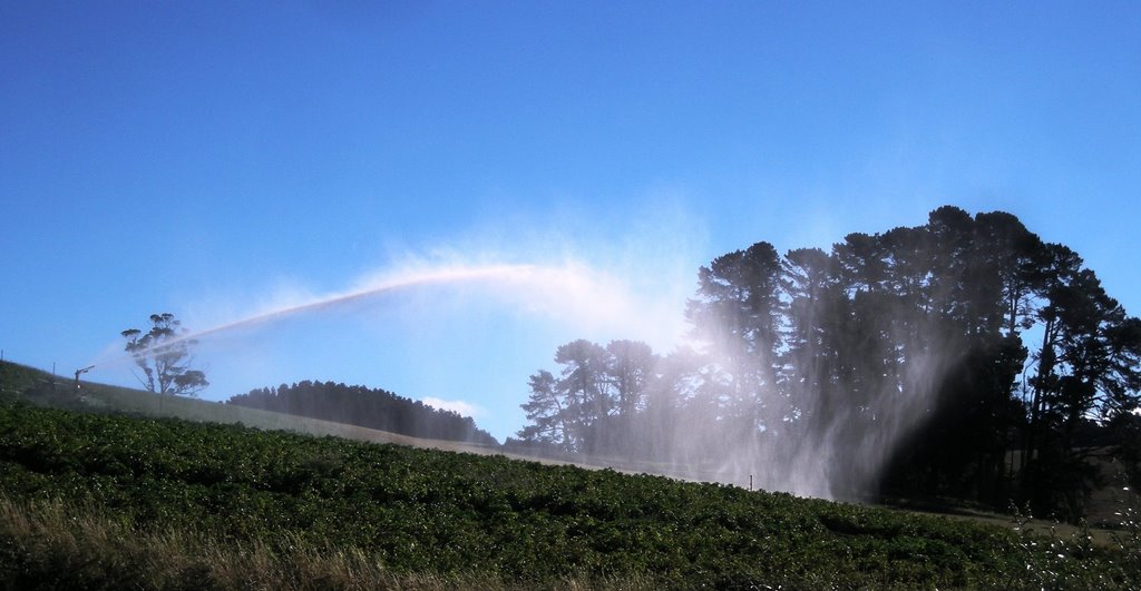 Spraying the potato crop - Mooreville Tasmania