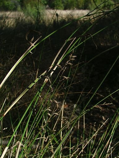 Ancistrachne uncinulata (Poaceae)
