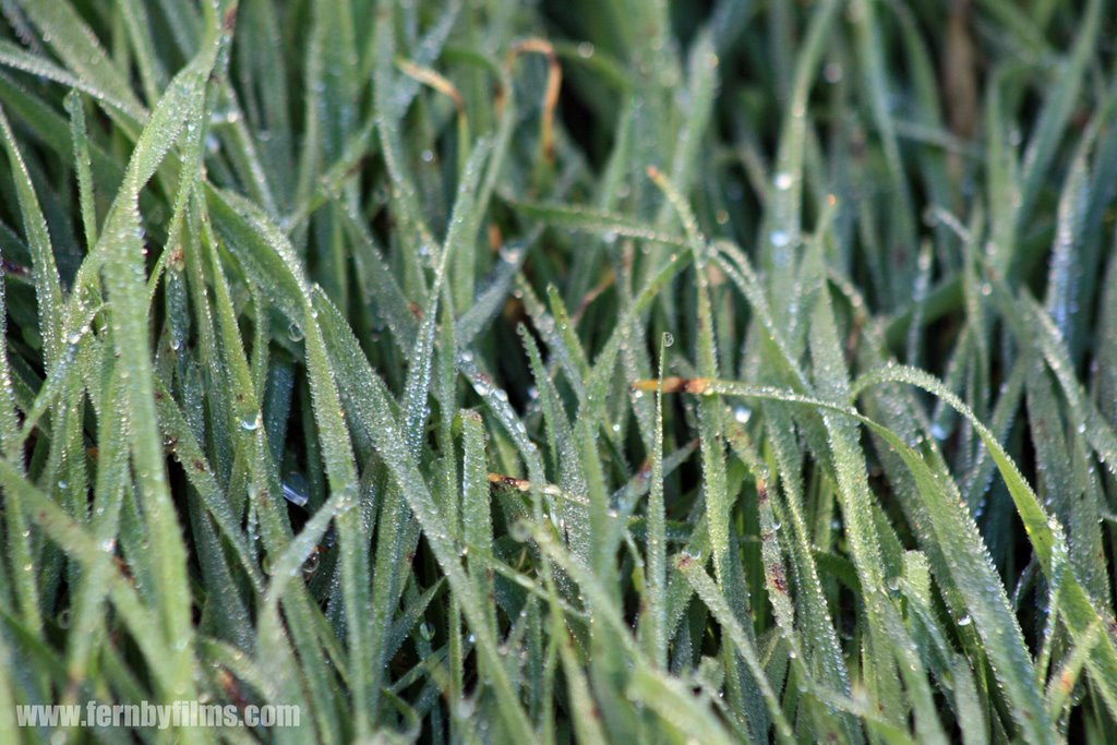 Dew on Grass - Culburra, South Australia.