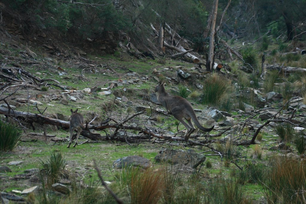 Eastern Grey Kangaroo on the Little River (Brisbane Ranges NP)