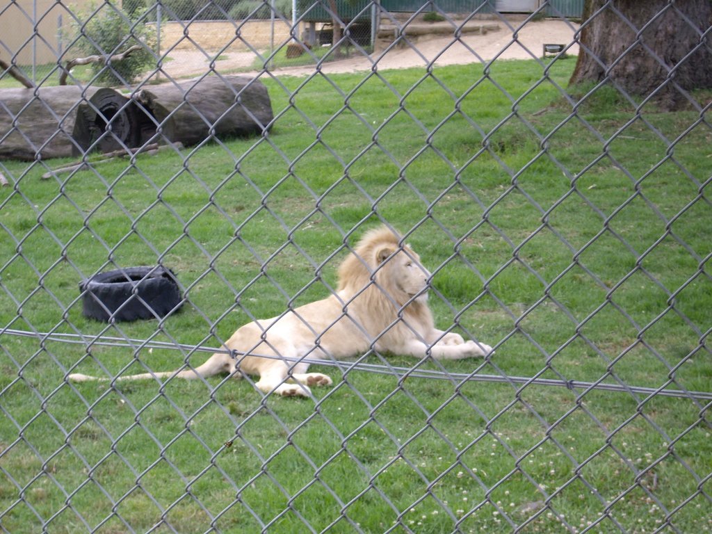 White lion, just relaxing. Update, April 2010: Unfortunately, he is no longer with us. He attacked a keeper a while ago, and had to be put down. RIP, big fella!