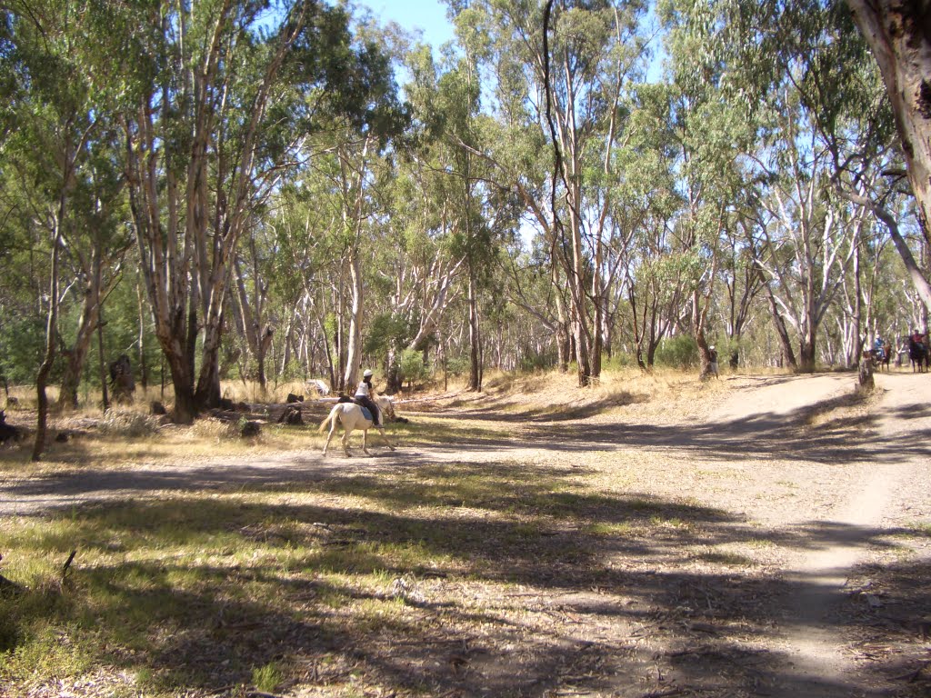 Trail riding in the Barmah Forest