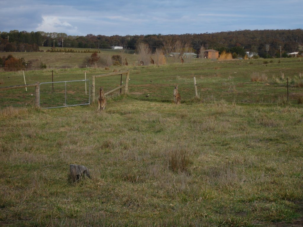 Kangaroos on property