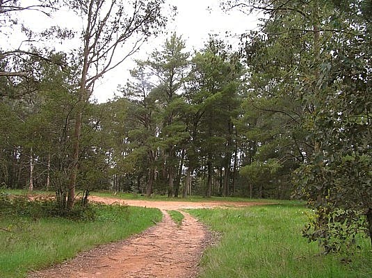 Beechworth State Forest: Hurdle Flat Picnic Ground