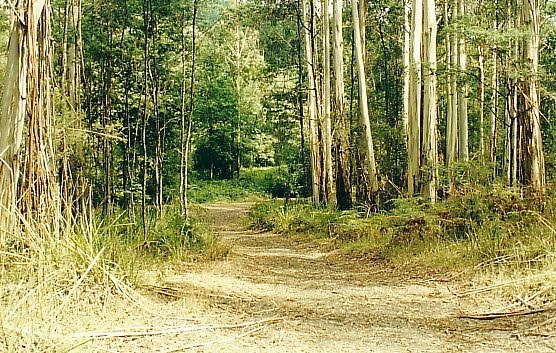 Noojee State Forest: Lock Rv bush camp