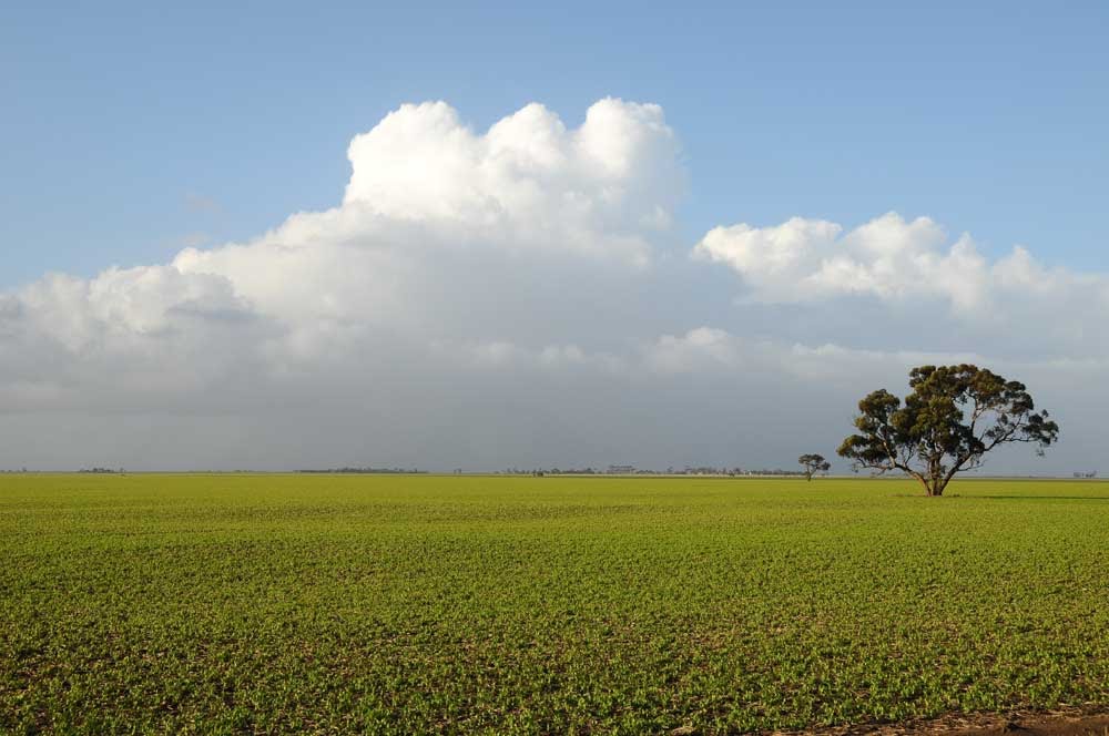 New crop next to the highway near the SA/Vic border