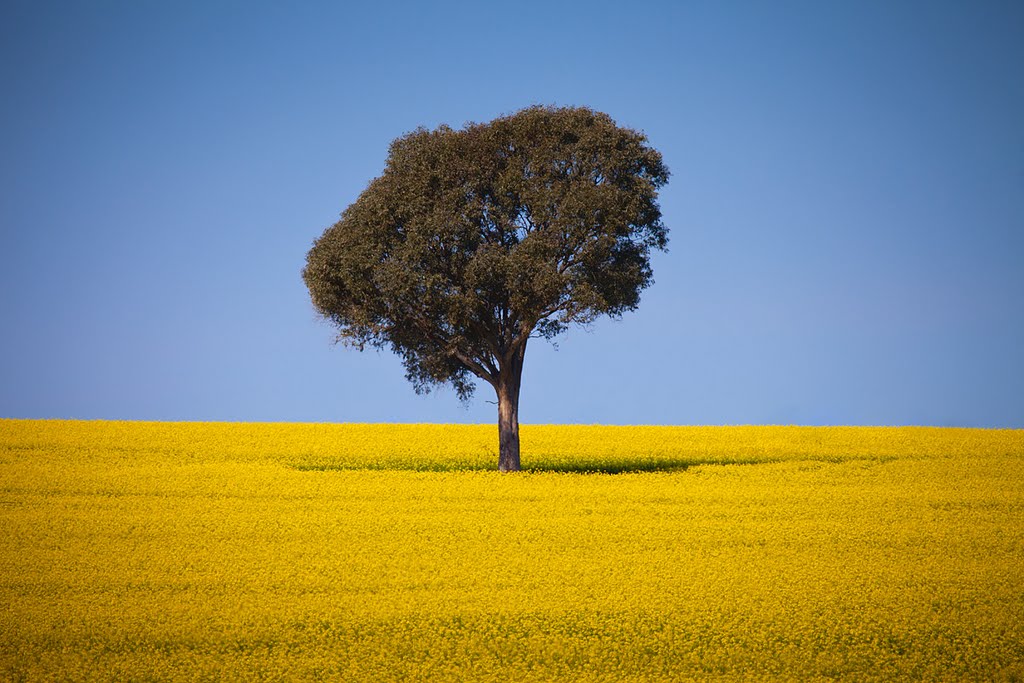 Tree in a Sea of Yellow