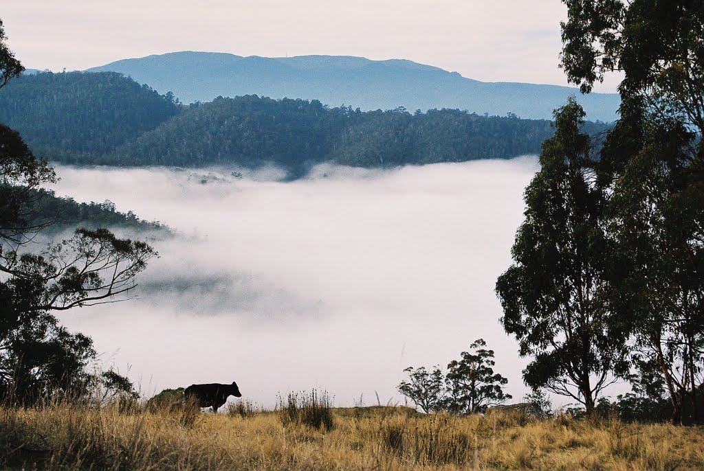 Cows and fog