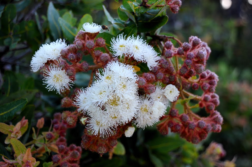 Wild Australian Flowers...