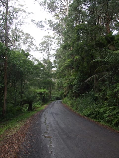 0303 Great Otway NP, road to Marriner Falls