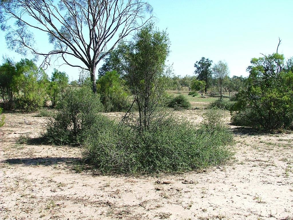 Flindersia maculosa (Rutaceae)
