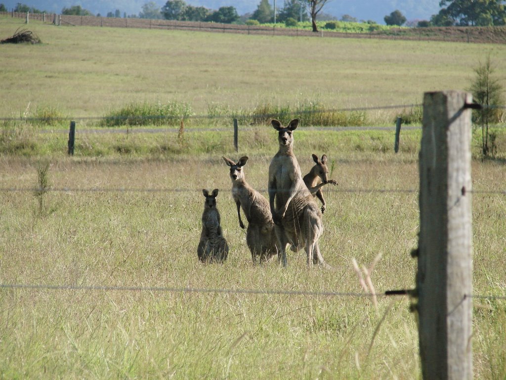 Evening Roos