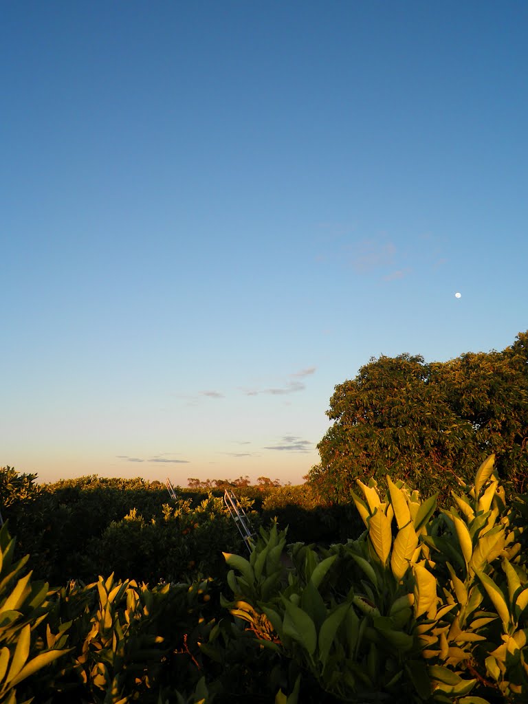 Orange and Avocado Fields at Sunrise