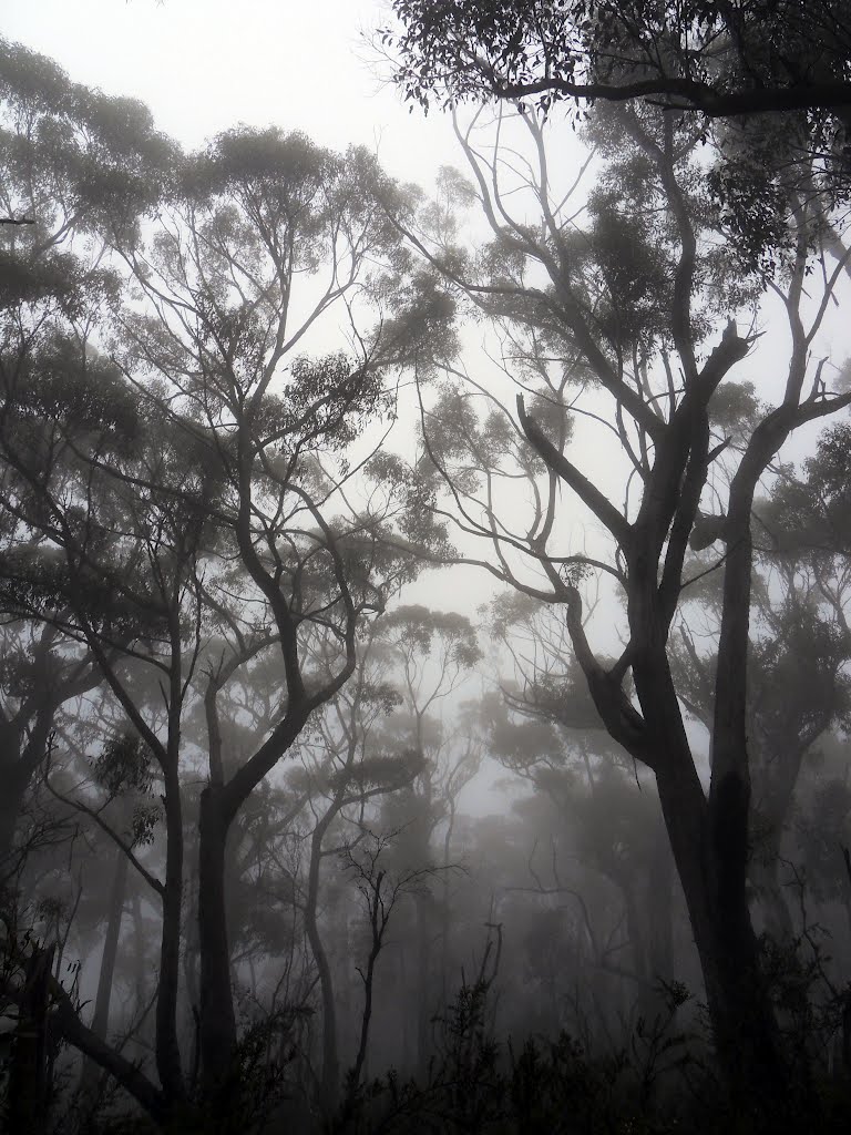Misty Morning in Tasman National Park