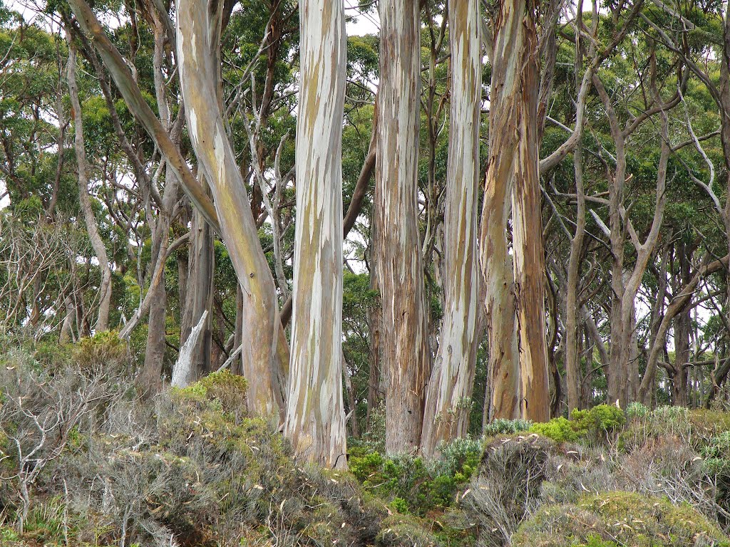 Forest of Fortescue Bay.......