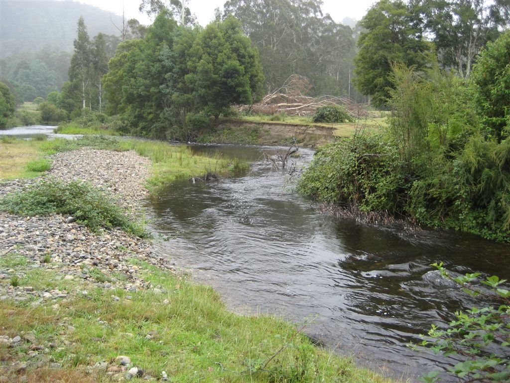 Errinundra River Jan 2008