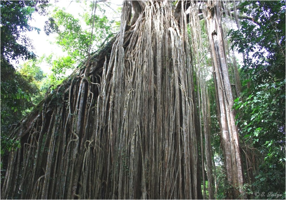 Curtain Fig Tree ** near Atherton Queensland