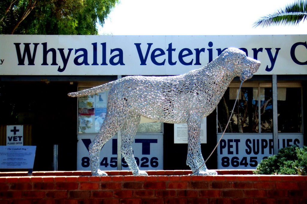 Tommy the Dog - Whyalla, South Australia
